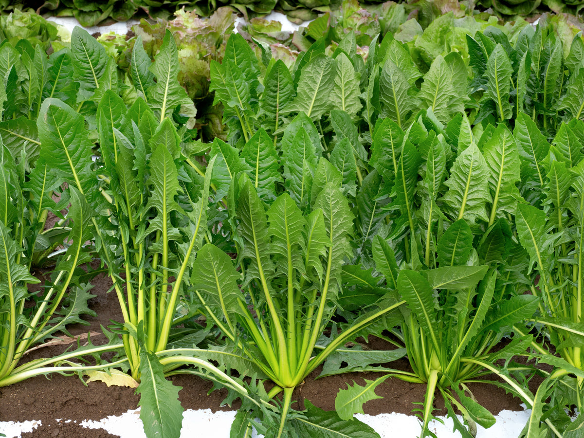 Emerald Catalogna Endive Seeds – Italian Chicory Cichorium Endivia – photo 2