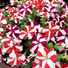 Star Mix Petunia Seeds – Mixed Colors Petunia Violacea Flower Seeds Red Blue Purple