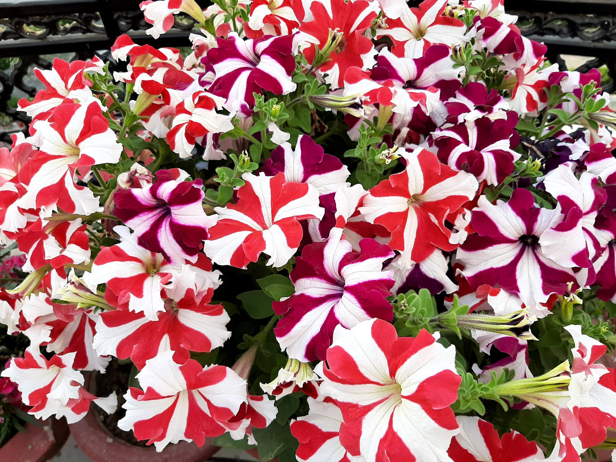 Star Mix Petunia Seeds – Mixed Colors Petunia Violacea Flower Seeds Red Blue Purple