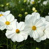 350 PURITY WHITE COSMOS Cosmos Bipinnatus Flower Seeds
