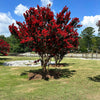 35 RED CREPE MYRTLE Lagerstroemia Indica Flowering Shrub Bush Small Tree Seeds