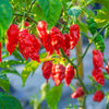 20 GHOST PEPPER SEEDS Blazing Hot Naga Bhut Jolokia Cobra Chili Vegetable Seeds
