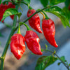 20 GHOST PEPPER SEEDS Blazing Hot Naga Bhut Jolokia Cobra Chili Vegetable Seeds