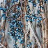 Boston Ivy Seeds – ( Bostonian Ivy / Wall Ivy ) Parthenocissus Tricuspidata Veitchii Vine Flower – photo 6
