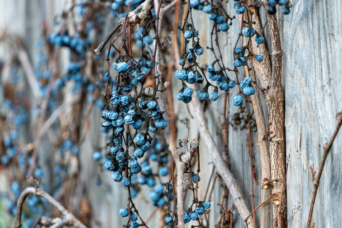Boston Ivy Seeds – ( Bostonian Ivy / Wall Ivy ) Parthenocissus Tricuspidata Veitchii Vine Flower – photo 6