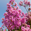 50 MIXED CREPE MYRTLE Lagerstroemia Indica Tree Shrub Crape  6 Color Mix - Red, Purple, Light Pink, Dark Pink, White, & Lilac Flower Seeds