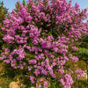 35 Light PINK CREPE MYRTLE Crape Tree Shrub Lagerstroemia Indica Flower Seeds