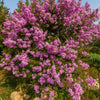 1000 Bulk CREPE MYRTLE Mixed Colors Lagerstroemia Indica Mix Tree Shrub Flower Seeds - Red, Purple, Light Pink, Dark Pink, White, & Lilac