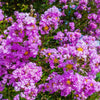 35 LILAC Light Purple CREPE MYRTLE Lagerstroemia Indica Flowering Shrub Bush Small Tree Seeds