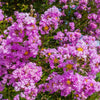 1000 Bulk CREPE MYRTLE Mixed Colors Lagerstroemia Indica Mix Tree Shrub Flower Seeds - Red, Purple, Light Pink, Dark Pink, White, & Lilac