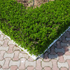 35 EUROPEAN PRIVET HEDGE Common Wild Ligustrum Vulgare Flower Shrub Seeds