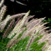 25 Dwarf Purple CHINESE FOUNTAIN GRASS Pennisetum Alopecuroides Hardy Ornamental Seeds