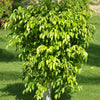 50 WEEPING FIG Ficus Benjamina Benjamin Indian Rubber Tree Houseplant Seeds