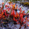 10 CARNIVOROUS SUNDEW PLANT Drosera Flower Seeds