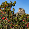 25 STRAWBERRY TREE Edible Red Berry Tree Arbutus Unedo Seeds Irish Killarney