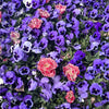 50 DEEP BLUE Blotch PANSY Swiss Giant Viola Wittrockiana Ullswater Flower Seeds