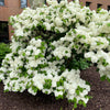 20 WHITE TREE LILAC Hummingbird Flower Fragrant Peking Syringa Pekinensis Seeds