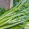 Emerald Catalogna Endive Seeds – Italian Chicory Cichorium Endivia – photo 4