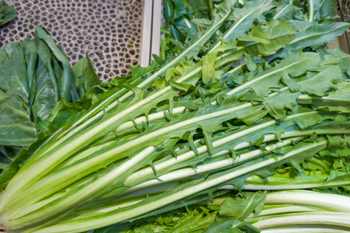 Emerald Catalogna Endive Seeds – Italian Chicory Cichorium Endivia – photo 4