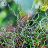 10 CORKSCREW RUSH Spiral Grass Juncus Effusus Spiralis Wetland Pond Seeds