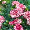 50 PICOTEE MIX CARNATION Dianthus Caryophyllus Double Bicolor Striped Flower Seeds