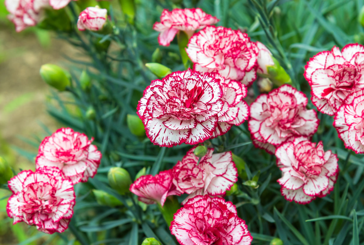 Mixed Carnation / Double Dianthus Chinensis Flower Seeds – photo 6