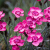 Cottage Pinks Seeds – (Garden, Laced, or Feathered Pink) Dianthus Plumarius Flower – photo 11