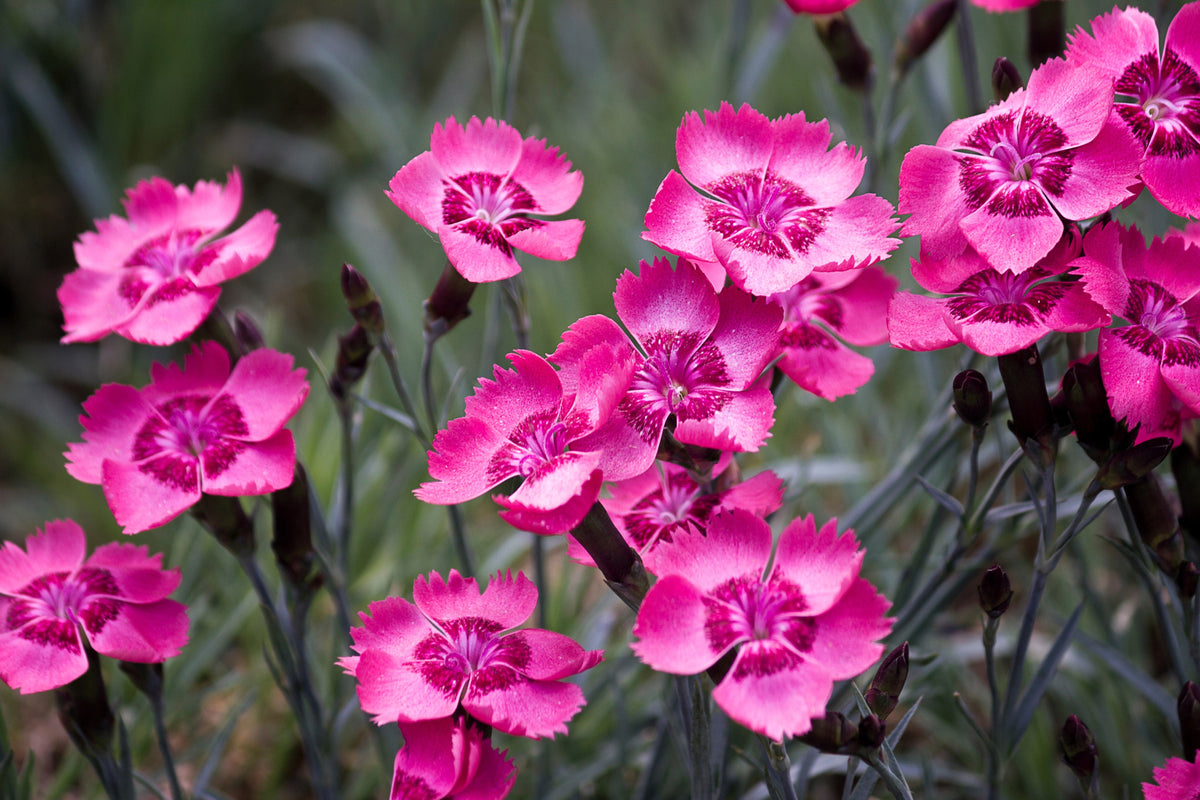 Cottage Pinks Seeds – (Garden, Laced, or Feathered Pink) Dianthus Plumarius Flower – photo 11