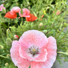 100 MOTHER Of PEARL POPPY Mix Papaver Rhoeas Shirley Flower Seeds Mixed Colors