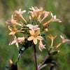 100 LARGE FLOWERED PHLOX Collomia Grandiflora Flower Seeds