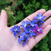 100 Blue Star BORAGE HERB Borago Officinalis Flower Seeds