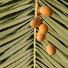 10 CANARY ISLAND Date PALM Phoenix Canariensis Tree Seeds