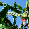 5 PLANTAIN BANANA Musa Balbisiana Hardy Red Flowering Sweet Wild Fruit Tree Seeds