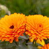 500 PACIFIC Beauty ORANGE MARIGOLD Calendula Officinalis Flower Seeds