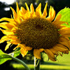 Early Mammoth Russian Sunflower Seeds – Helianthus Annuus Flower – photo 9