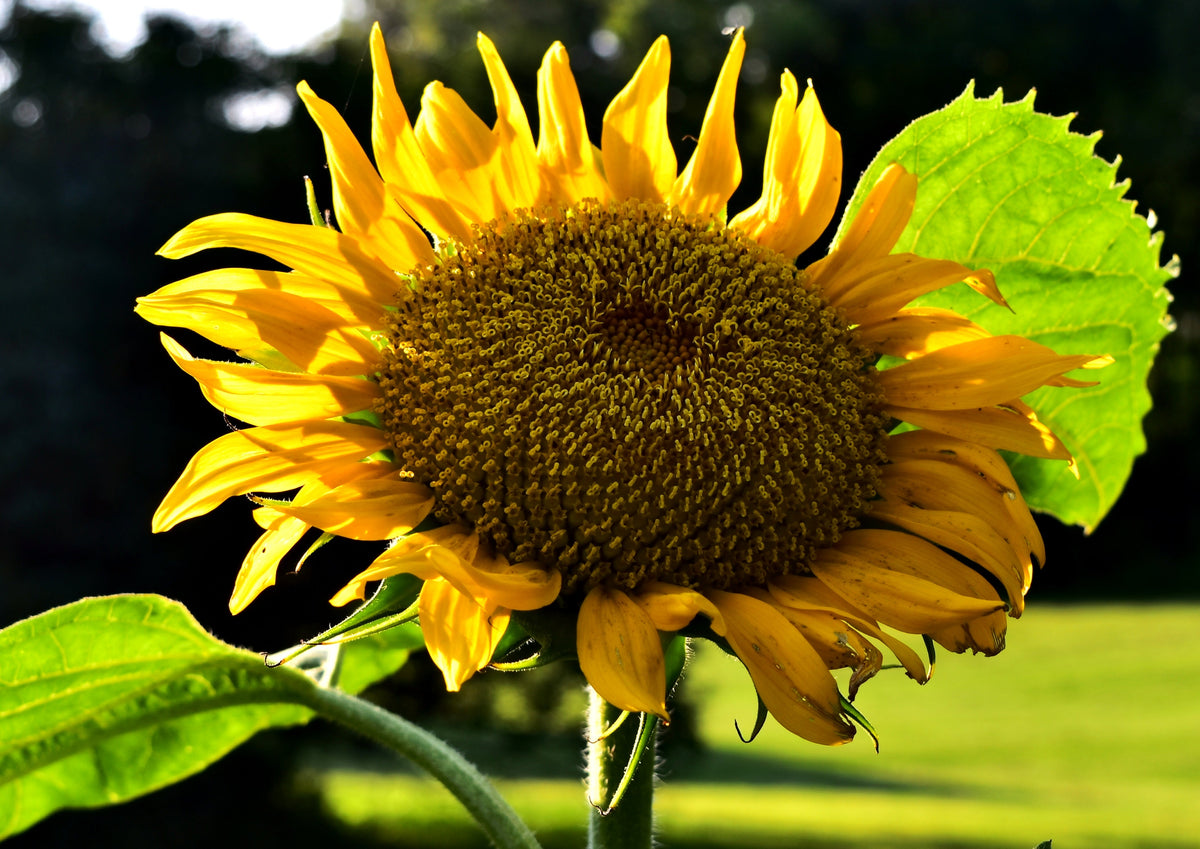 Early Mammoth Russian Sunflower Seeds – Helianthus Annuus Flower – photo 9