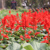 400 SCARLET SAGE (Lady-In-Red Salvia / Blood Sage / Red Texas Sage) Salvia Coccinea Flower Seeds