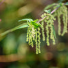 200 STINGING NETTLE Urtica Dioica (aka Common, California, or Bull Nettle / Tread Softly) Flower Seeds