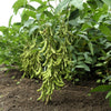 Sweet Black Jet Soybean Seeds – Edamame Bean Glycine Max Vegetable Legume – photo 2