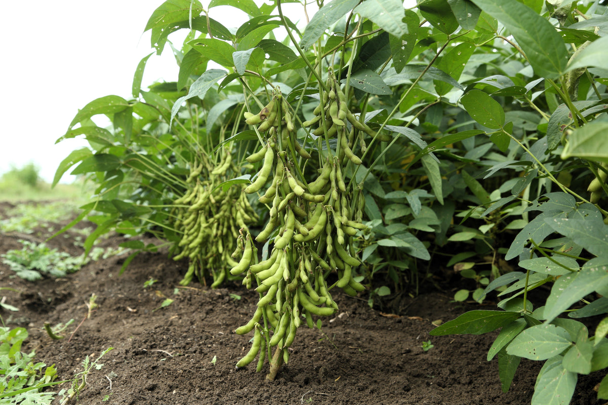 Sweet Black Jet Soybean Seeds – Edamame Bean Glycine Max Vegetable Legume – photo 2