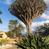 Dragon Tree Seeds – Dracaena Draco Canary Island Drago Blood Asparagus Yucca Evergreen Succulent Houseplant – photo 14
