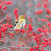 50 WINTERBERRY Holly Ilex Verticillata - Candian Holly  / Fever Bush / Black Alder Tree Shrub Red Berry White Flower Seeds
