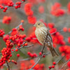 50 WINTERBERRY Holly Ilex Verticillata - Candian Holly  / Fever Bush / Black Alder Tree Shrub Red Berry White Flower Seeds