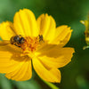 300 YELLOW SULPHUR COSMOS Bipinnatus Flower Seeds