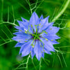 500 LOVE IN A MIST Miss Jekyll Blue ( Fennel Flower ) Nigella Damascena Flower Seeds