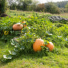 25 MAMMOTH GOLD PUMPKIN Cucurbita Maxima Carving Pie Vegetable Seeds