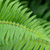 1500 Western SWORD FERN Giant Holly Swordfern Polystichum Munitum Aspidium Solitarium Spores Seeds