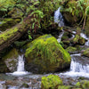 1500 Western SWORD FERN Giant Holly Swordfern Polystichum Munitum Aspidium Solitarium Spores Seeds