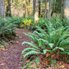 1500 Western SWORD FERN Giant Holly Swordfern Polystichum Munitum Aspidium Solitarium Spores Seeds