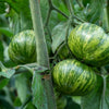 50 GREEN ZEBRA TOMATO Striped Lycopersicon Fruit Vegetable Seeds